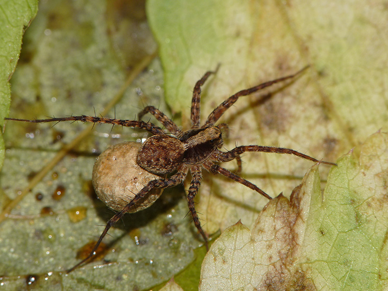 Piccoli Lycosidae:  Pardosa sp.  - Albizzate (VA)